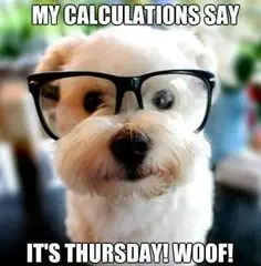 funny dog that thinks it's thursday