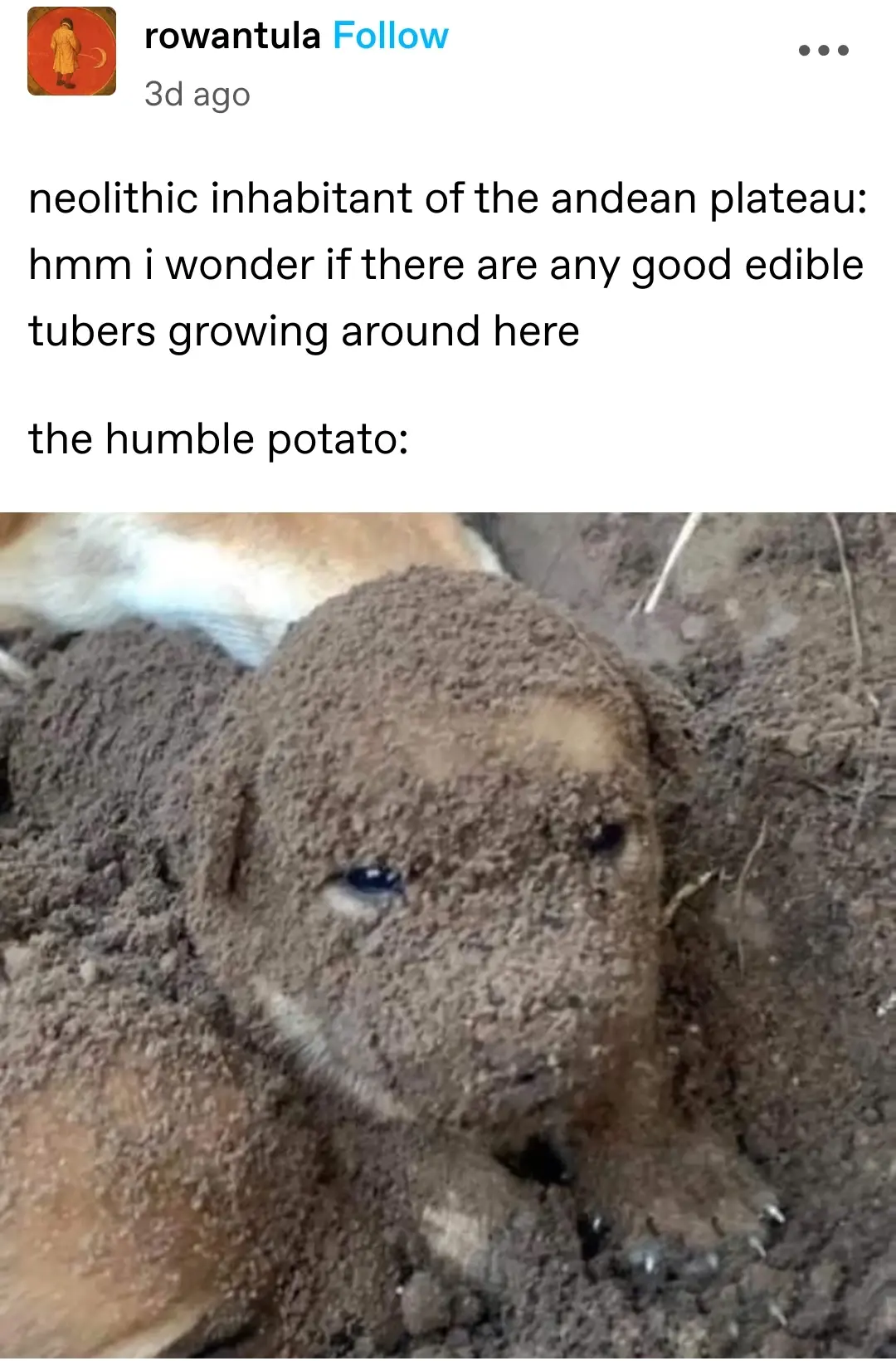  rowantula posted:   neolithic inhabitant of the andean plateau: hmm i wonder if there are any good edible tubers growing around here  the humble potato: [picture of a puppy covered in dirt, resembling a potato]